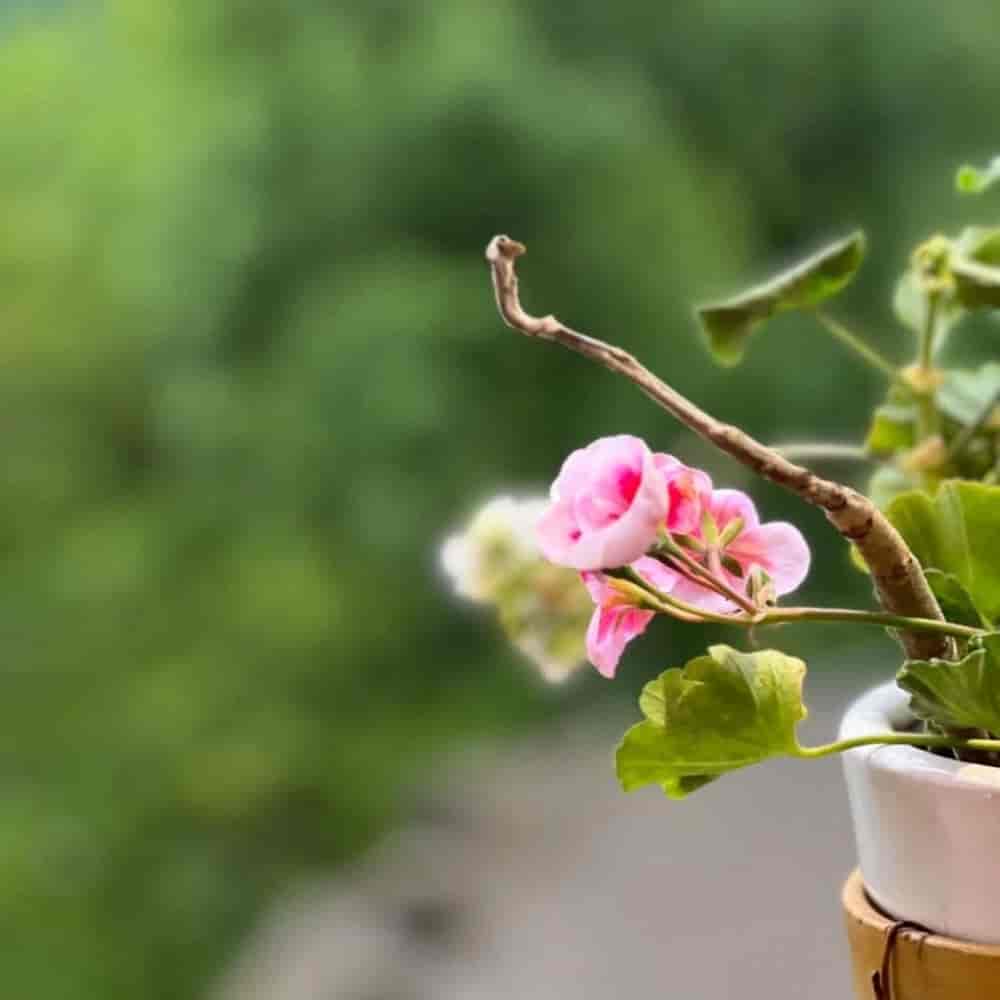 1778908312081.webp